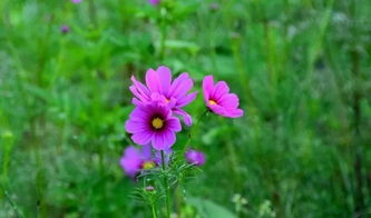 我是你的格桑花网红女版，抖音唱格桑花的疯女人