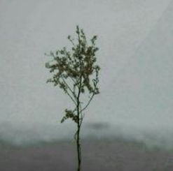 我多想能多陪你一场什么歌,我多想能够陪你什么歌词